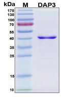 DAP3 Protein