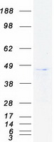 DAP3 Protein - Purified recombinant protein DAP3 was analyzed by SDS-PAGE gel and Coomassie Blue Staining