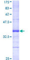 DAPK2 / DAP Kinase 2 Protein - 12.5% SDS-PAGE Stained with Coomassie Blue.