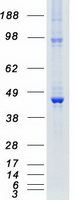 DAPK2 / DAP Kinase 2 Protein - Purified recombinant protein DAPK2 was analyzed by SDS-PAGE gel and Coomassie Blue Staining