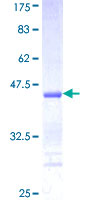 DAPK3 / ZIP Kinase Protein - 12.5% SDS-PAGE Stained with Coomassie Blue.