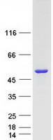 DAPK3 / ZIP Kinase Protein - Purified recombinant protein DAPK3 was analyzed by SDS-PAGE gel and Coomassie Blue Staining