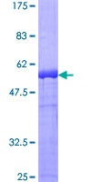 DAPP1 / BAM32 Protein - 12.5% SDS-PAGE of human DAPP1 stained with Coomassie Blue