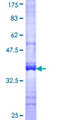 DAPP1 / BAM32 Protein - 12.5% SDS-PAGE Stained with Coomassie Blue.