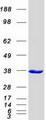 DAPP1 / BAM32 Protein - Purified recombinant protein DAPP1 was analyzed by SDS-PAGE gel and Coomassie Blue Staining