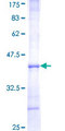 DARS Protein - 12.5% SDS-PAGE Stained with Coomassie Blue.