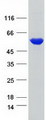 DARS Protein - Purified recombinant protein DARS was analyzed by SDS-PAGE gel and Coomassie Blue Staining