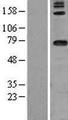 DARS2 Protein - Western validation with an anti-DDK antibody * L: Control HEK293 lysate R: Over-expression lysate