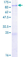 DARS2 Protein - 12.5% SDS-PAGE of human DARS2 stained with Coomassie Blue