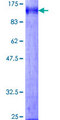 DATF1 / DIDO1 Protein - 12.5% SDS-PAGE of human DIDO1 stained with Coomassie Blue