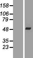 DAW1 / WDR69 Protein - Western validation with an anti-DDK antibody * L: Control HEK293 lysate R: Over-expression lysate