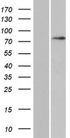 DAXX Protein - Western validation with an anti-DDK antibody * L: Control HEK293 lysate R: Over-expression lysate