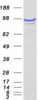 DAXX Protein - Purified recombinant protein DAXX was analyzed by SDS-PAGE gel and Coomassie Blue Staining