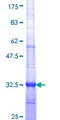 DAZ3 Protein - 12.5% SDS-PAGE Stained with Coomassie Blue.