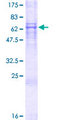 DAZ4 Protein - 12.5% SDS-PAGE of human DAZ4 stained with Coomassie Blue