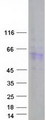 DAZ4 Protein - Purified recombinant protein DAZ4 was analyzed by SDS-PAGE gel and Coomassie Blue Staining