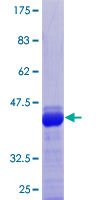 DAZAP1 Protein - 12.5% SDS-PAGE Stained with Coomassie Blue.