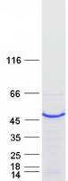 DAZAP1 Protein - Purified recombinant protein DAZAP1 was analyzed by SDS-PAGE gel and Coomassie Blue Staining