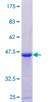 DAZAP2 Protein - 12.5% SDS-PAGE of human DAZAP2 stained with Coomassie Blue