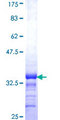DAZAP2 Protein - 12.5% SDS-PAGE Stained with Coomassie Blue.