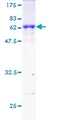 DAZL Protein - 12.5% SDS-PAGE of human DAZL stained with Coomassie Blue