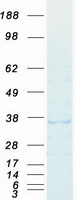 DAZL Protein - Purified recombinant protein DAZL was analyzed by SDS-PAGE gel and Coomassie Blue Staining