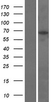 DBF4B / DRF1 Protein - Western validation with an anti-DDK antibody * L: Control HEK293 lysate R: Over-expression lysate