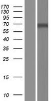 DBH/Dopamine Beta Hydroxylase Protein - Western validation with an anti-DDK antibody * L: Control HEK293 lysate R: Over-expression lysate