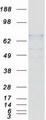 DBH/Dopamine Beta Hydroxylase Protein - Purified recombinant protein DBH was analyzed by SDS-PAGE gel and Coomassie Blue Staining