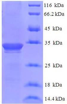 DBNDD2 Protein