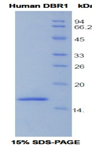 DBR1 Protein - Recombinant Debranching Enzyme Homolog 1 By SDS-PAGE