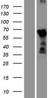 DBX2 Protein - Western validation with an anti-DDK antibody * L: Control HEK293 lysate R: Over-expression lysate