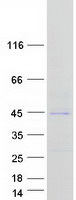DBX2 Protein - Purified recombinant protein DBX2 was analyzed by SDS-PAGE gel and Coomassie Blue Staining