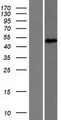 DCAF12 / WDR40A Protein - Western validation with an anti-DDK antibody * L: Control HEK293 lysate R: Over-expression lysate