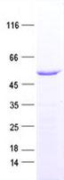 DCAF12 / WDR40A Protein