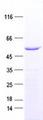 DCAF12 / WDR40A Protein