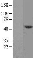 DCAF12L1 Protein - Western validation with an anti-DDK antibody * L: Control HEK293 lysate R: Over-expression lysate