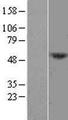 DCAF12L1 Protein - Western validation with an anti-DDK antibody * L: Control HEK293 lysate R: Over-expression lysate