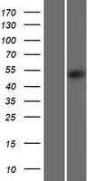 DCAF12L2 Protein - Western validation with an anti-DDK antibody * L: Control HEK293 lysate R: Over-expression lysate