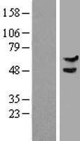 DCAF15 Protein - Western validation with an anti-DDK antibody * L: Control HEK293 lysate R: Over-expression lysate