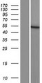 DCAF17 / C2orf37 Protein - Western validation with an anti-DDK antibody * L: Control HEK293 lysate R: Over-expression lysate