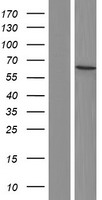 DCAF17 / C2orf37 Protein - Western validation with an anti-DDK antibody * L: Control HEK293 lysate R: Over-expression lysate