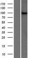 DCAF6 / NRIP Protein - Western validation with an anti-DDK antibody * L: Control HEK293 lysate R: Over-expression lysate