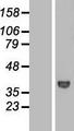 DCAF7 / WDR68 Protein - Western validation with an anti-DDK antibody * L: Control HEK293 lysate R: Over-expression lysate