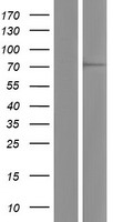 DCAF8 / WDR42A Protein - Western validation with an anti-DDK antibody * L: Control HEK293 lysate R: Over-expression lysate
