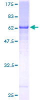 DCAF8 / WDR42A Protein - 12.5% SDS-PAGE of human WDR42A stained with Coomassie Blue