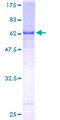 DCAF8 / WDR42A Protein - 12.5% SDS-PAGE of human WDR42A stained with Coomassie Blue