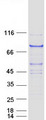 DCAF8 / WDR42A Protein - Purified recombinant protein DCAF8 was analyzed by SDS-PAGE gel and Coomassie Blue Staining