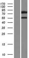 DCAF8L1 Protein - Western validation with an anti-DDK antibody * L: Control HEK293 lysate R: Over-expression lysate