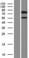 DCAF8L1 Protein - Western validation with an anti-DDK antibody * L: Control HEK293 lysate R: Over-expression lysate